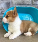 Prod�m �t��ata Welsh Corgi Pembroke