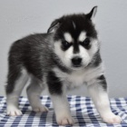 Roztomil� sibi��t� husky jsou p�ipraveni pro nov� rodiny.