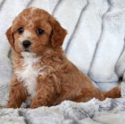 Roztomil� Maltipoo jsou p�ipraveni pro nov� rodiny.