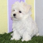 Roztomil� Mal�an� jsou p�ipraveni na nov� rodiny.