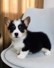 Rodokmen Corgi Pembroke �t��ata k dispozici.