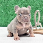 Prod�m �t��ata mini francouzsk�ho buldo�ka.