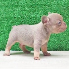 Prod�m �t��ata mini francouzsk�ho buldo�ka.