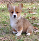 Prod�m kr�sn� �t��ata Pembroke Welsh Corgi.