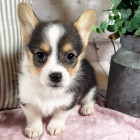 Prod�m kr�sn�, o�kovan� a od�erven� �t��ata Pembroke Welsh Corgi.