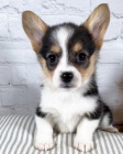 Prod�m kr�sn�, o�kovan� a od�erven� �t��ata Pembroke Welsh Corgi.