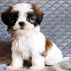 Prod�m �t��ata SHIH TZU