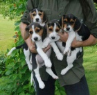 Prod�m kr�sn� a rozko�n� �t��ata b�gla.