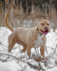 Americk� bully / pitbulteri�r �t��ata