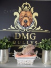 Americk� bully / pitbulteri�r �t��ata