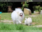 Pomeranian �t��ata fenka