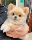 Zdrav� �t��ata pomeranian�.