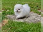 N�meck� �pic. Mini pomeranian fenka