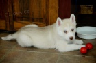 Prod�m �t�n� sibi�sk�ho huskyho