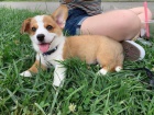 Welsh Corgi Pembroke �t��ata.