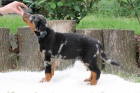 Beauceron s PP-ji� k odb�ru