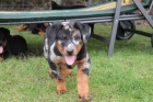 Beauceron s PP-ji� k odb�ru