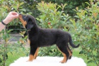 Beauceron s PP-ji� k odb�ru