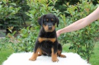 Beauceron s PP-ji� k odb�ru