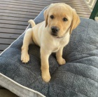 �t��ata zlat�ho retr�vra.