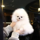 Registrovan� �t��ata Pomeranian.