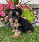 Prod�m roztomil� a kr�sn� �t���tka jork��rsk�ho teri�ra.