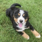 �t��ata Bernsk�ho sala�nick�ho psa k adopci