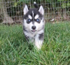 Kr�sn� �t��ata Pomskies na prodej (k��enec sibi�sk� husky a pomeranian).