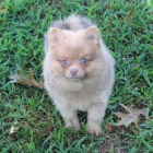o�kovan� a od�erven� �t��ata pomeranian� k adopci
