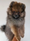 o�kovan� a od�erven� �t��ata pomeranian� k adopci
