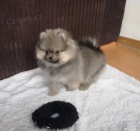 o�kovan� a od�erven� �t��ata pomeranian� k adopci