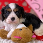 Prod�m o�kovan� �t��ata feny a psa Cavalier King Charles Spaniel.