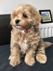 Prod�m �t��ata Maltipoo.