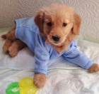 Prod�m �t��ata zlat�ho retr�vra.