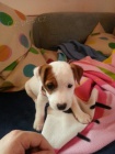 Prod�m o�kovan� �t��ata feny a psa jack russell teri�ra.