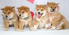 Prod�m o�kovan� �t��ata shiba inu