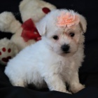 Prod�m �t��ata bi�onka.