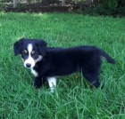 Prod�m o�kovan� a od�erven� �t��ata border kolie