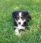 Prod�m o�kovan� a od�erven� �t��ata border kolie