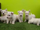 Prod�m mini �t��ata West Highland White Terriers