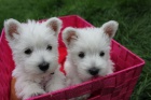 Prod�m mini �t��ata West Highland White Terriers