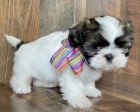 Prod�m �t��ata SHIH TZU