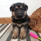 Prod�m �t��ata n�meck�ho ov��ka