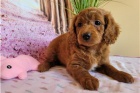 Angelic Cavapoo �t��ata.