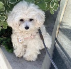 Kr�sn� �t���tka Maltipoo.