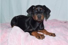Kr�sn� doberman Pinscher �t��ata.