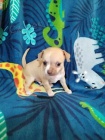 Rozko�n� �t��ata Chihuahua.