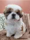 K dispozici shih Tzu �t��ata.