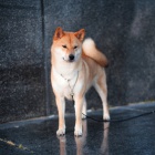 Shiba inu �t��ata