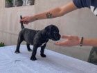 Cane Corso �t�n�